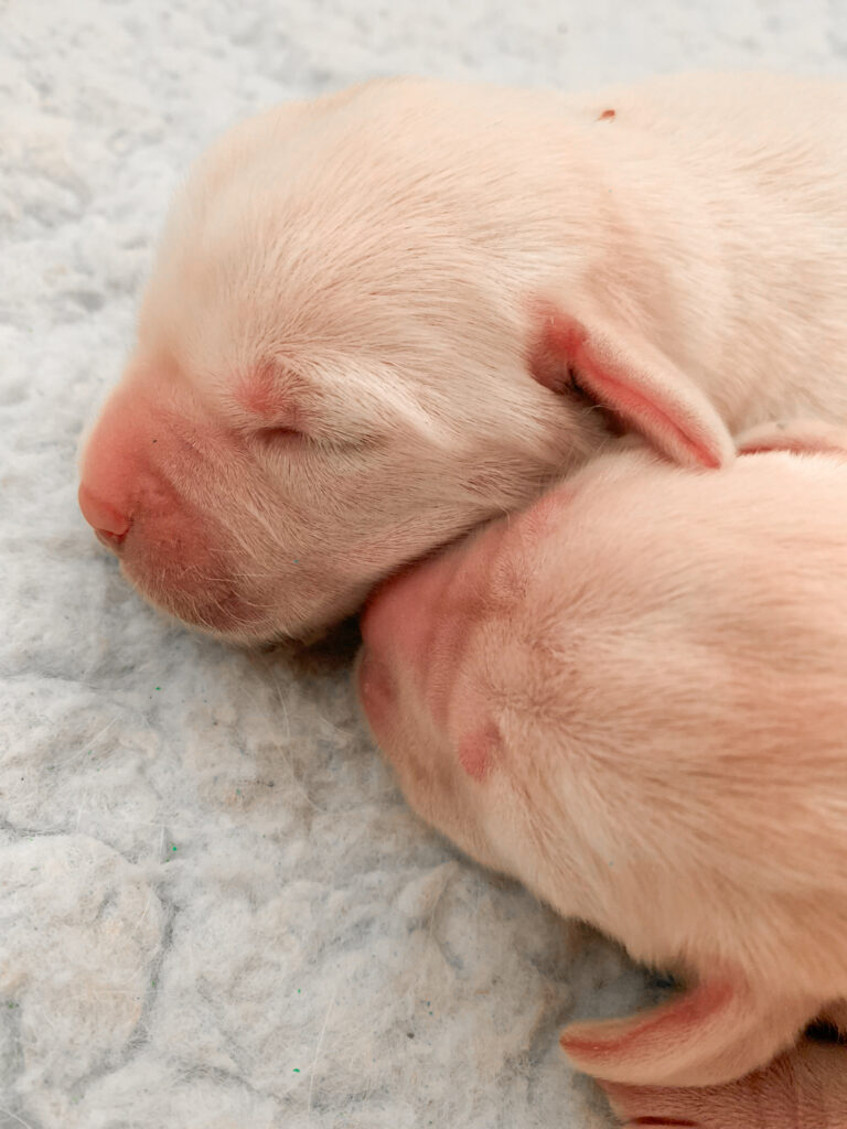 Labrador Welpen C Wurf 4