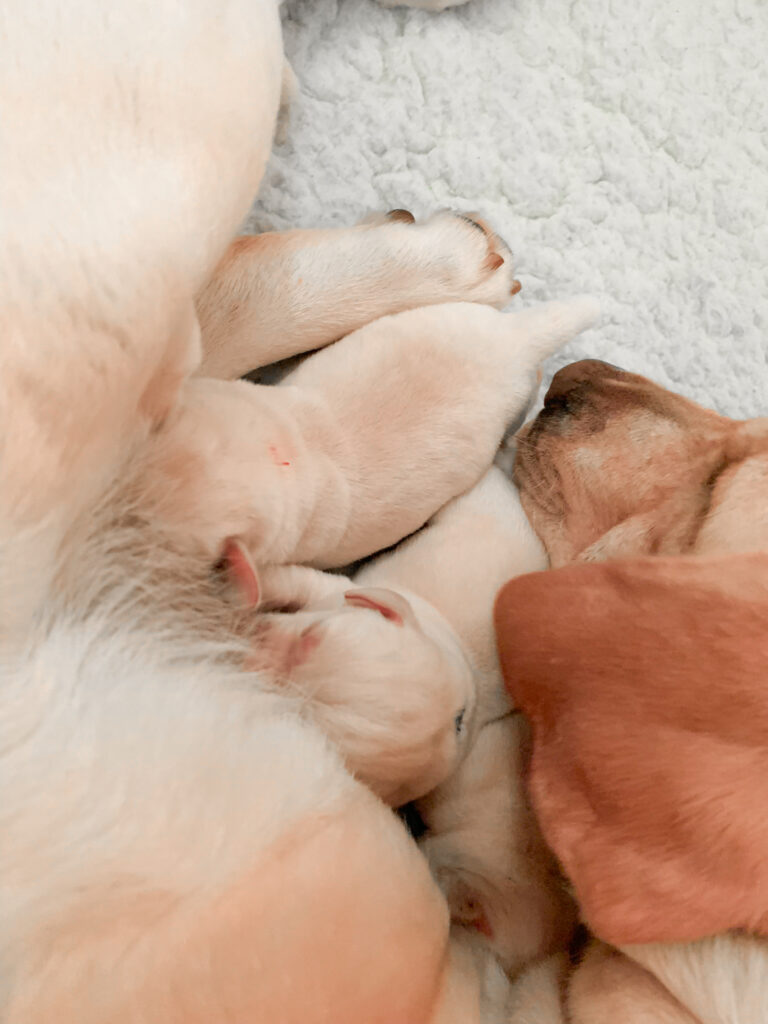 Labrador Welpen C Wurf 5