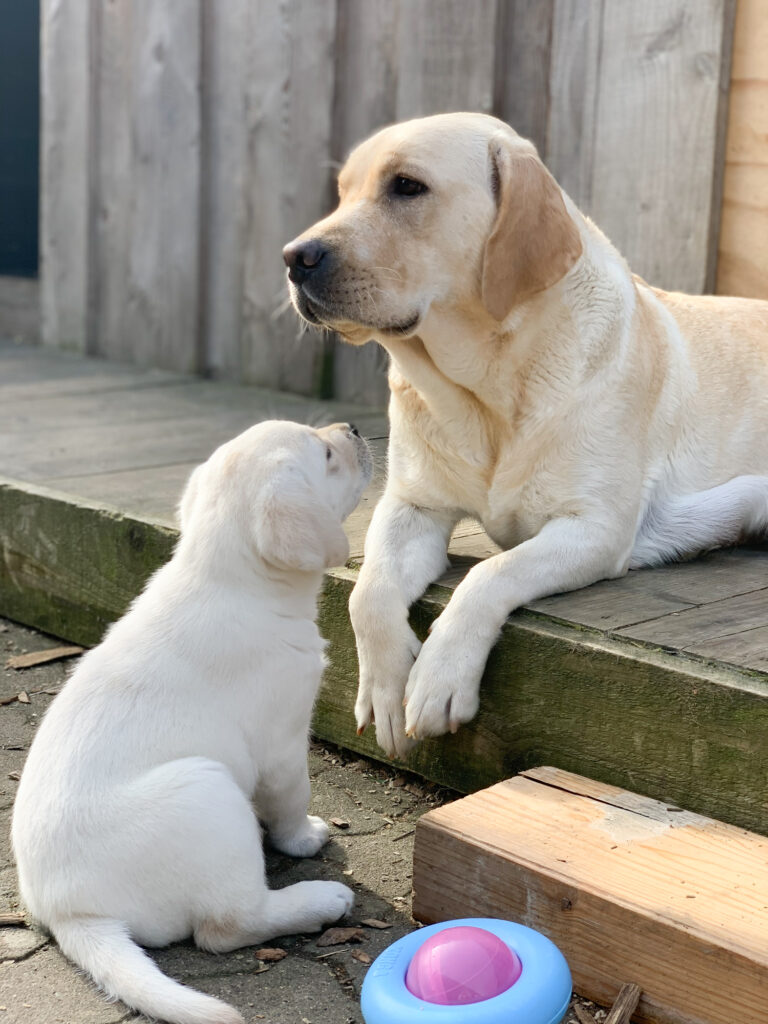 Labrador Welpen C Wurf 8