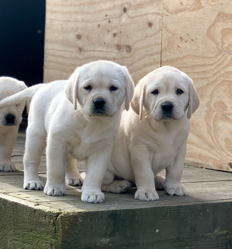 Labrador Welpen C Wurf 9