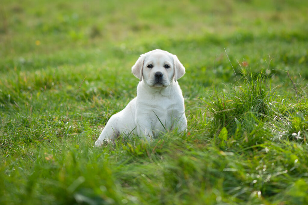 Labrador Welpen D Wurf 1