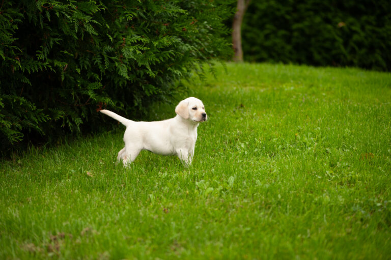 Labrador Welpen D Wurf (1)