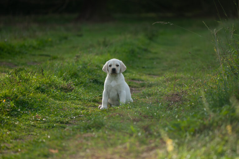 Labrador Welpen D Wurf (22)