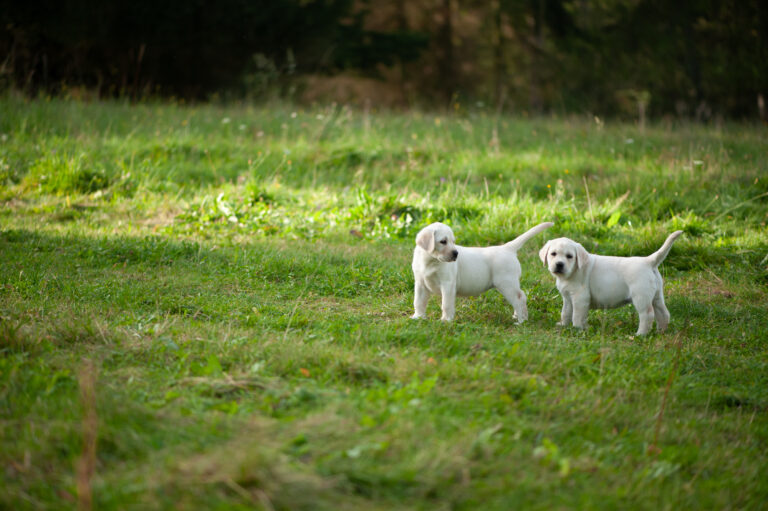 Labrador Welpen D Wurf (26)