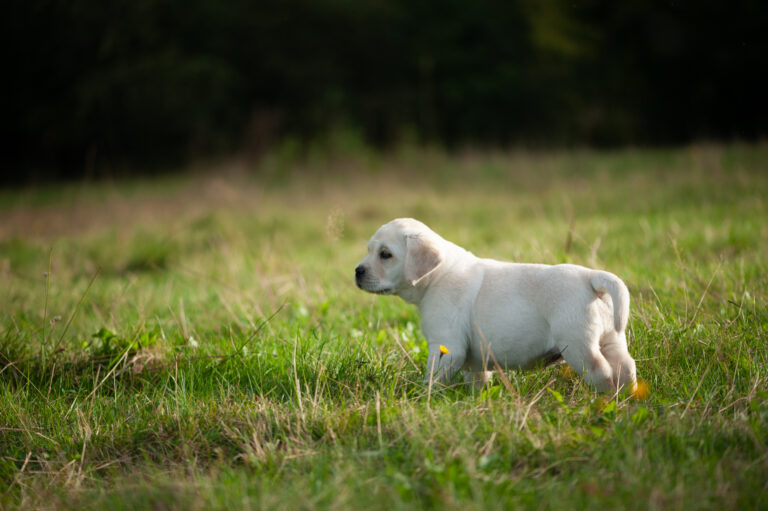 Labrador Welpen D Wurf (30)