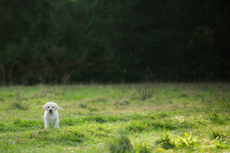 Labrador Welpen D Wurf (32)