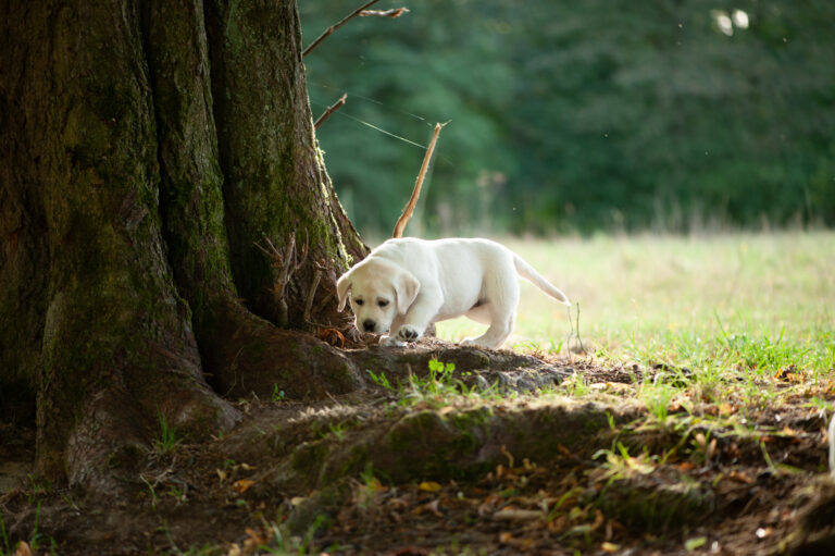 Labrador Welpen D Wurf (35)