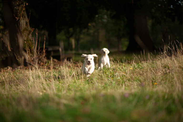 Labrador Welpen D Wurf (38)
