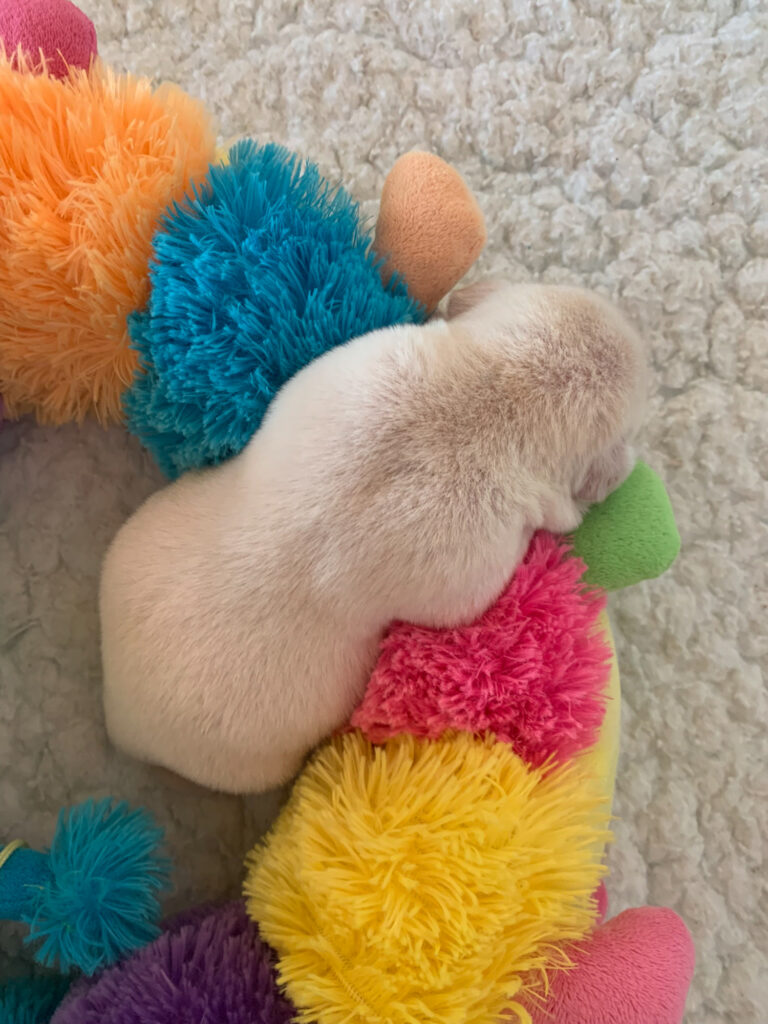 Labrador Welpen D Wurf (39)