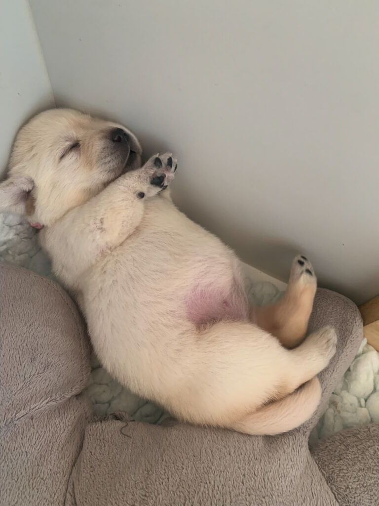 Labrador Welpen D Wurf (41)