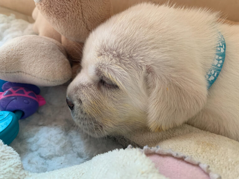 Labrador Welpen D Wurf (42)