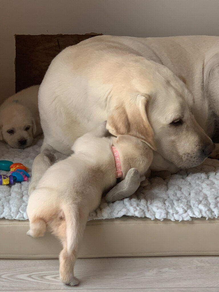 Labrador Welpen D Wurf (43)