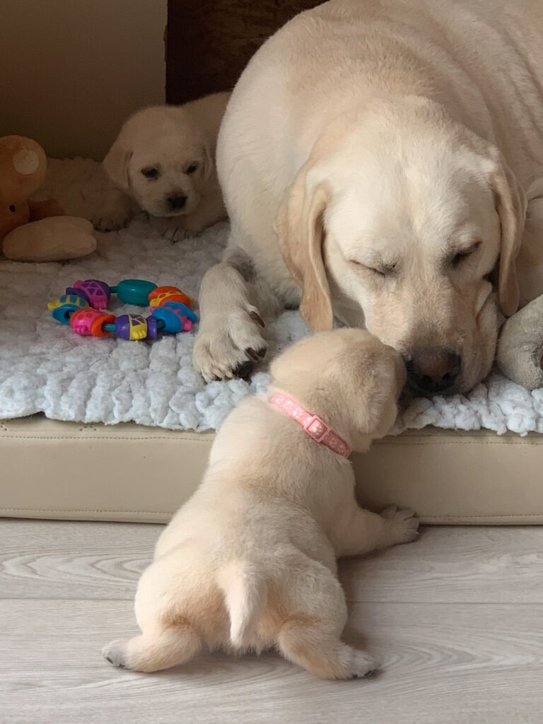 Labrador Welpen D Wurf (44)