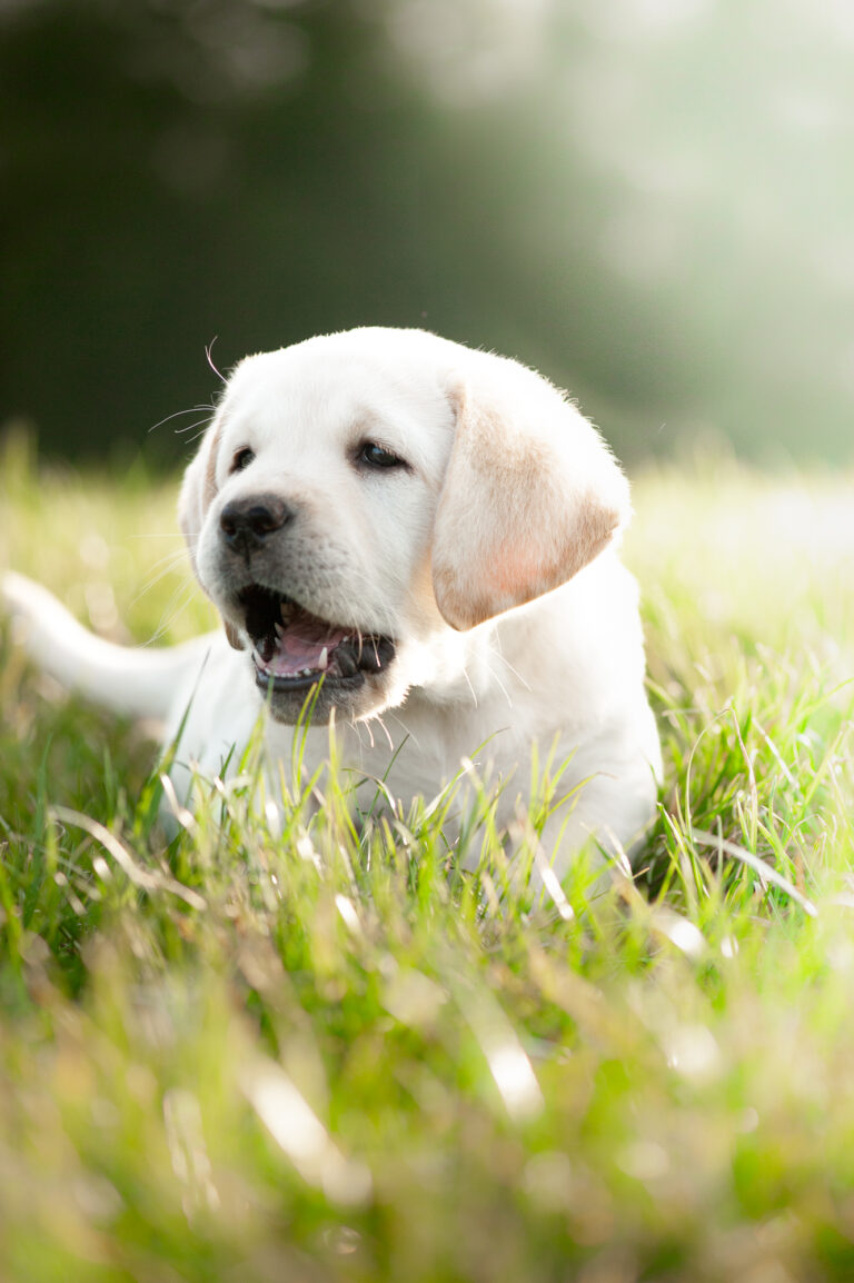 Labrador Welpen E Wurf (1)