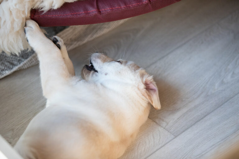 Labrador Welpen E Wurf (19)