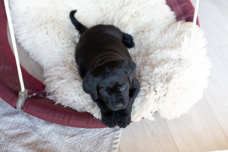 Labrador Welpen E Wurf (2)