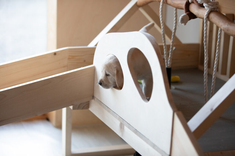 Labrador Welpen E Wurf (20)