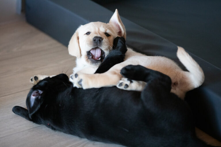 Labrador Welpen E Wurf (24)