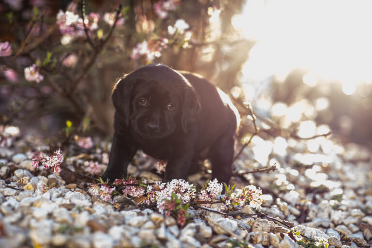 Labrador Welpen E Wurf (28)