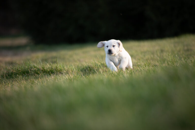 Labrador Welpen E Wurf (32)