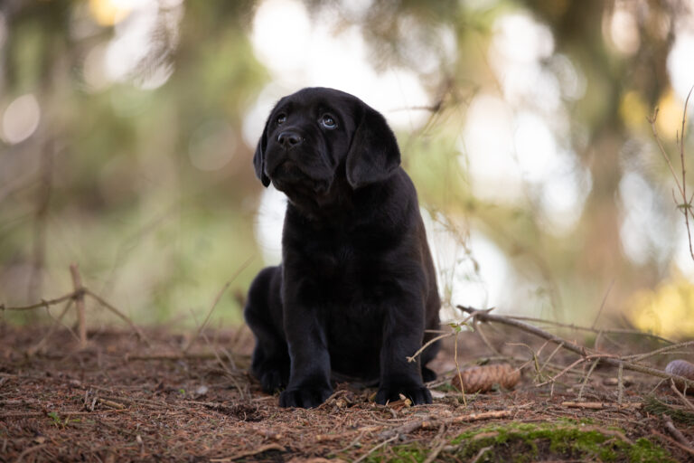 Labrador Welpen E Wurf (35)