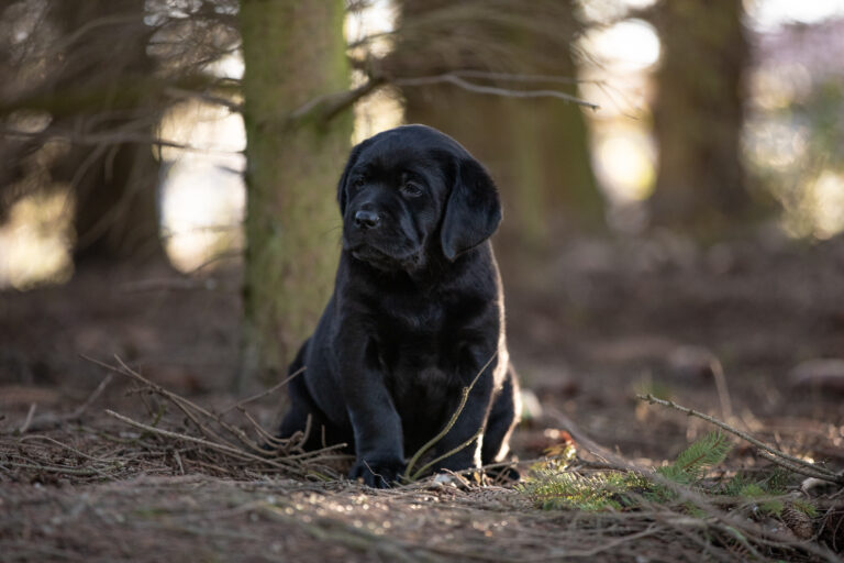 Labrador Welpen E Wurf (38)