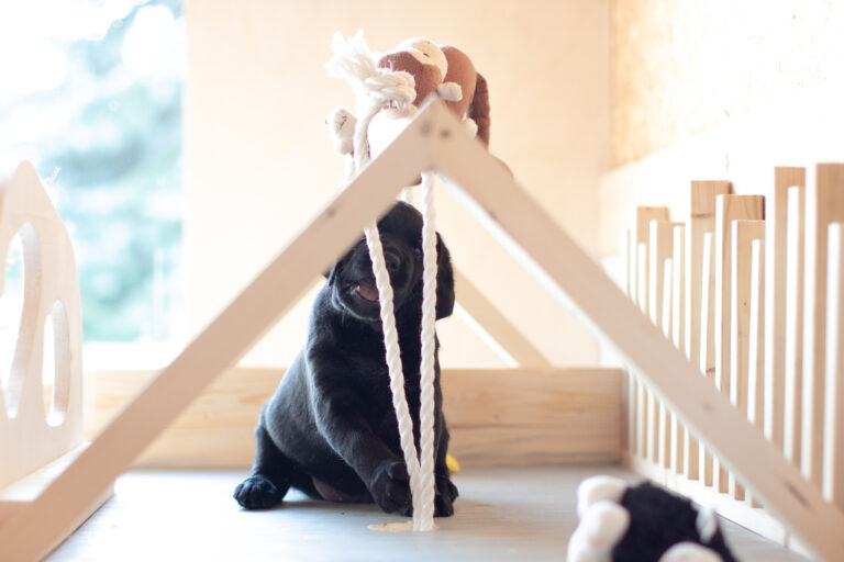 Labrador Welpen E Wurf (4)