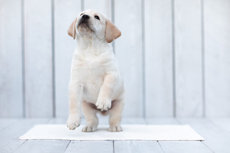 Labrador Welpen E Wurf (41)