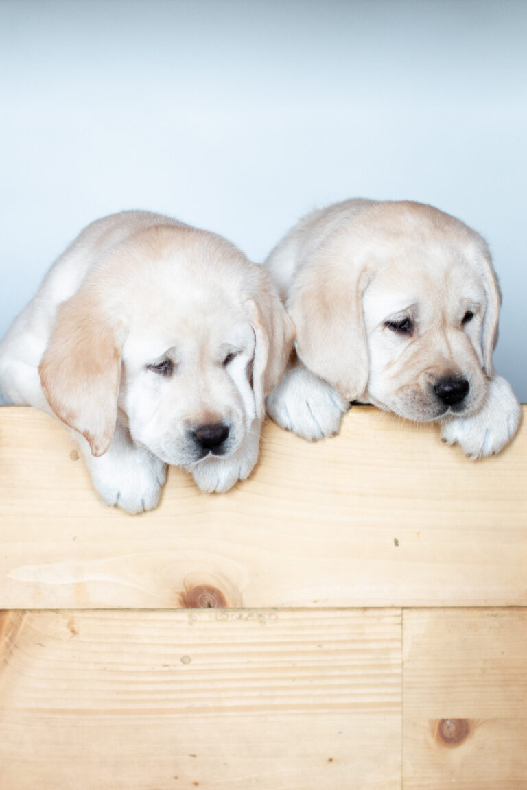 Labrador Welpen E Wurf (7)