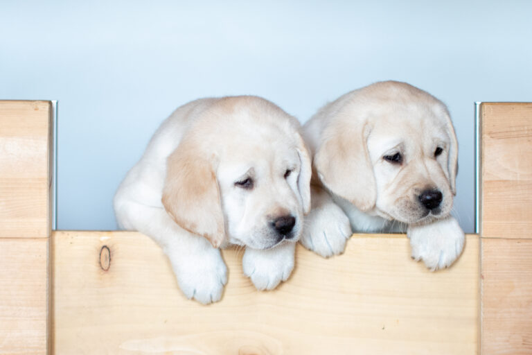 Labrador Welpen E Wurf (8)