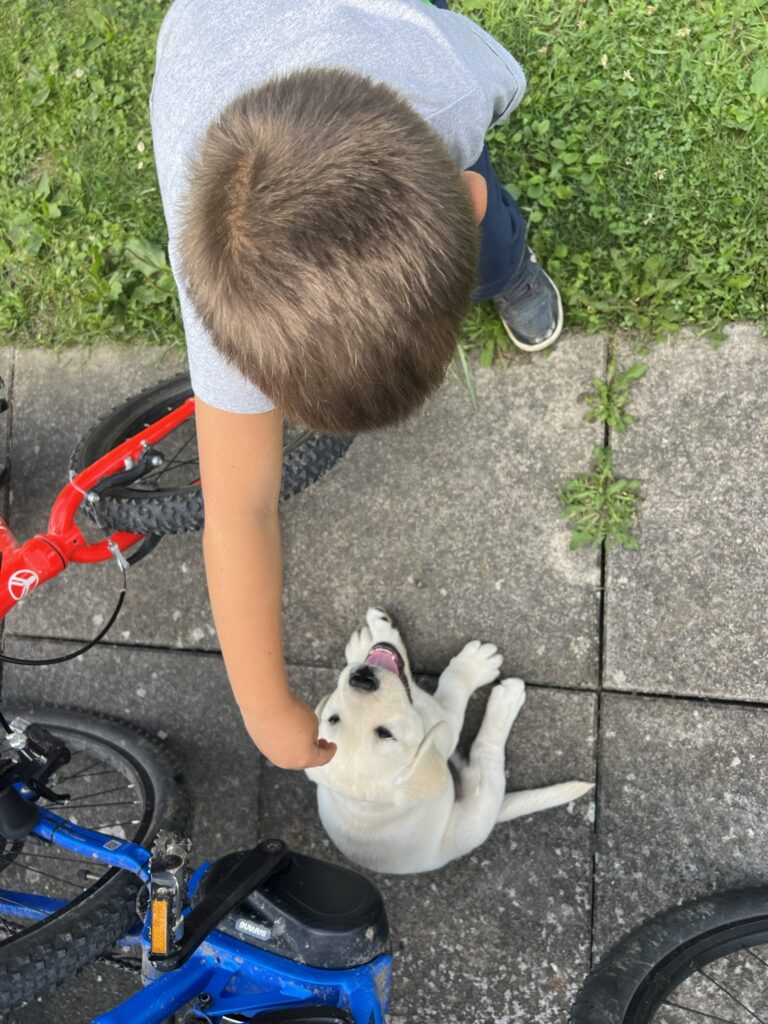 Labrador Welpen Sozialisierung (15)