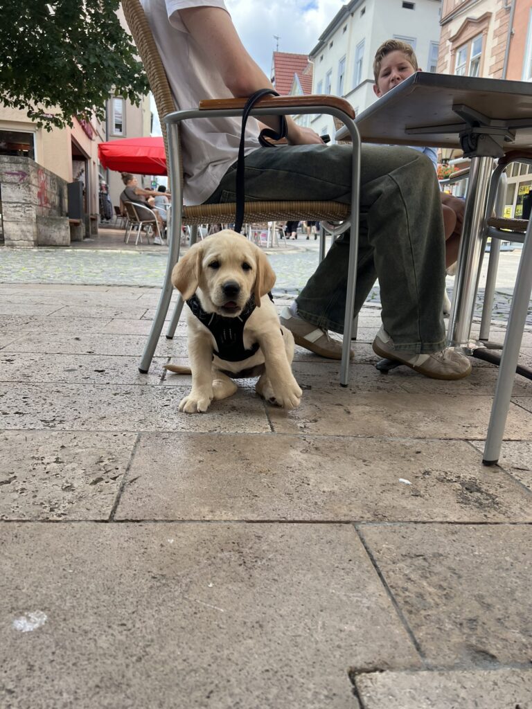 Labrador Welpen Sozialisierung (16)