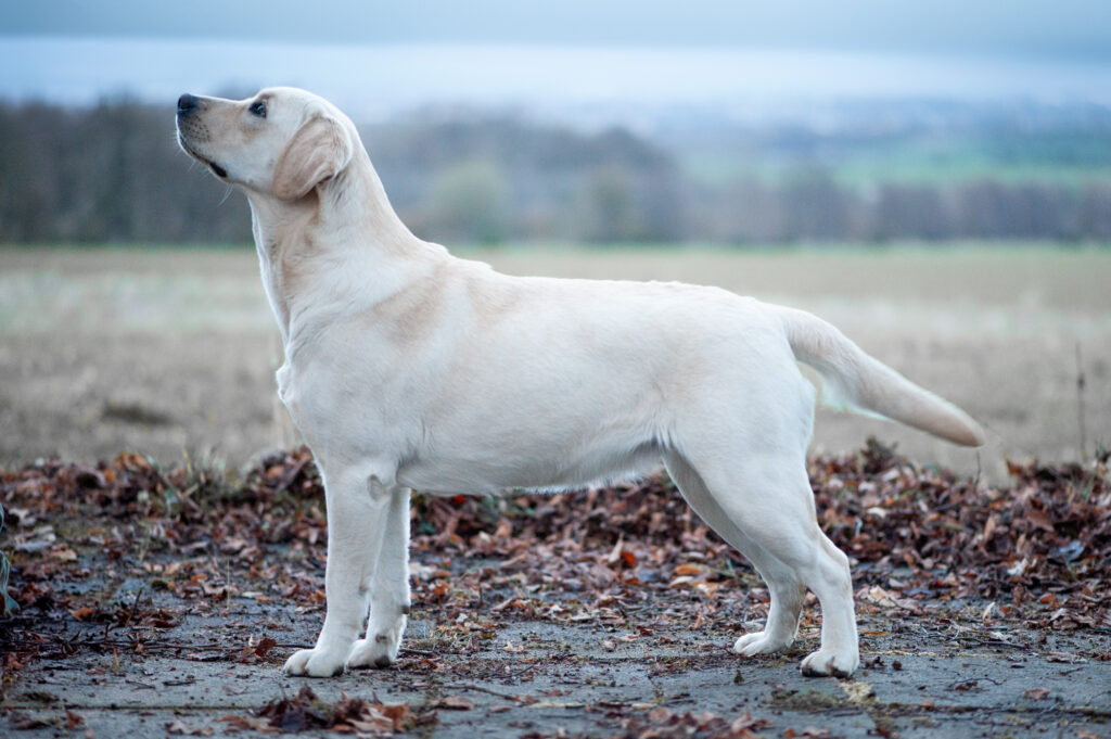 Meyerdogs Fila Labrador Retriever 1