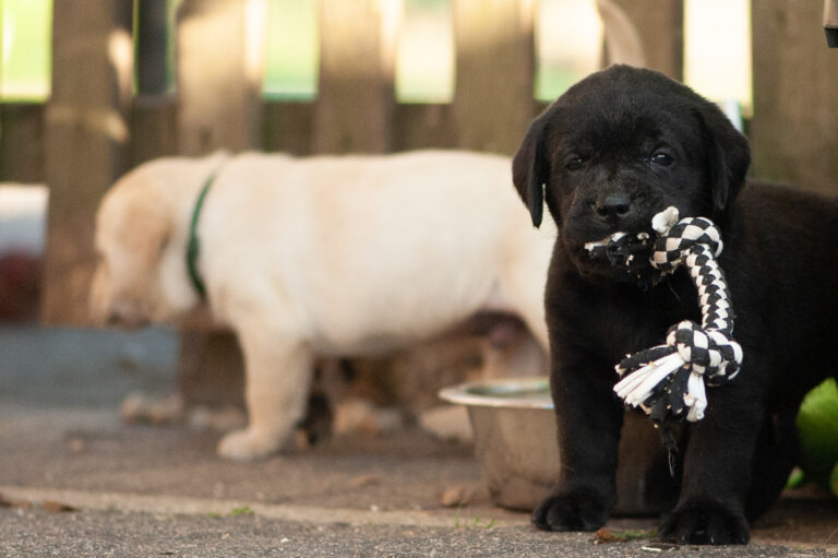 Meyerdogs Labrador Welpen F Wurf 13