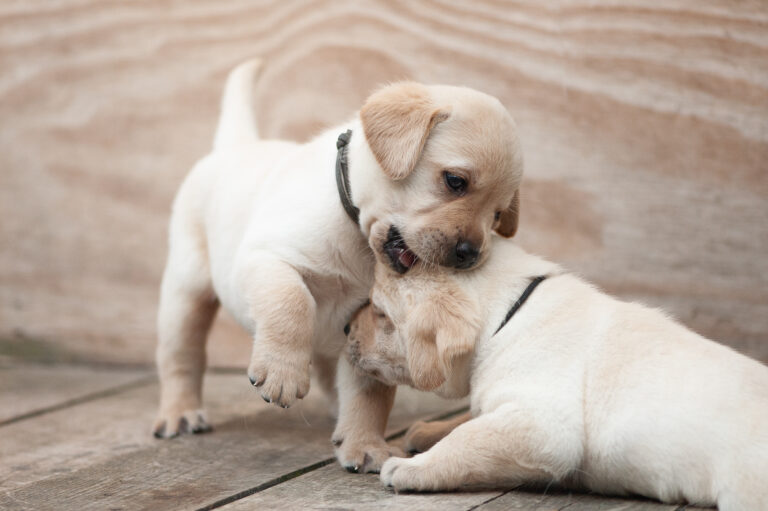 Meyerdogs Labrador Welpen F Wurf 19