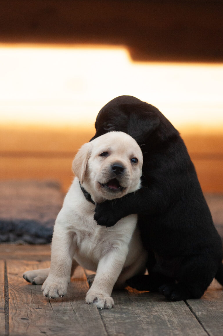 Meyerdogs Labrador Welpen F Wurf 27