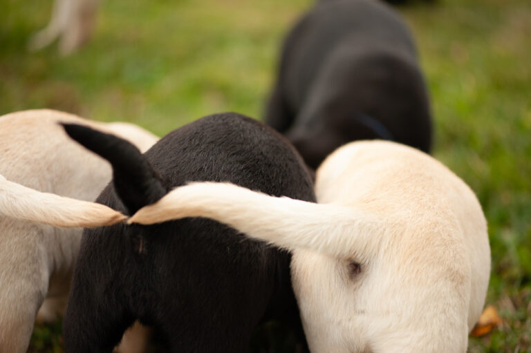 Meyerdogs Labrador Welpen F Wurf 34