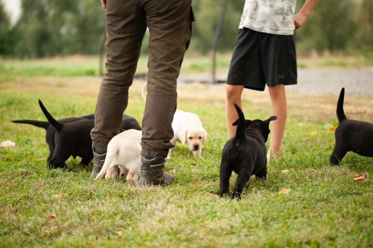 Meyerdogs Labrador Welpen F Wurf 35