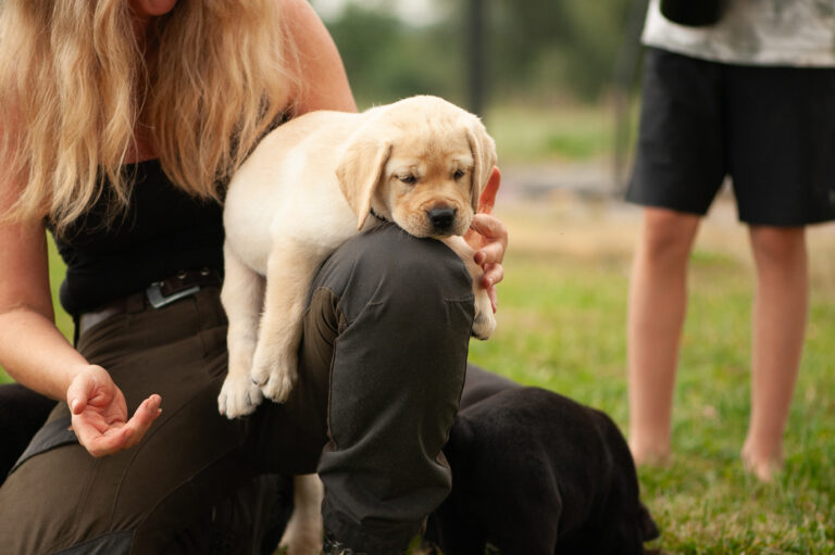Meyerdogs Labrador Welpen F Wurf 36