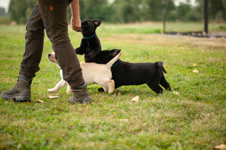 Meyerdogs Labrador Welpen F Wurf 38