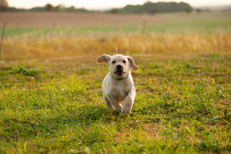Meyerdogs Labrador Welpen F Wurf 39