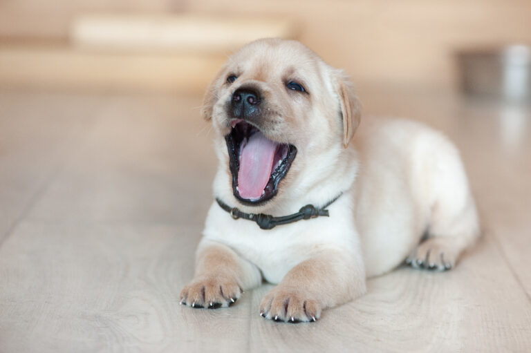 Meyerdogs Labrador Welpen F Wurf 4