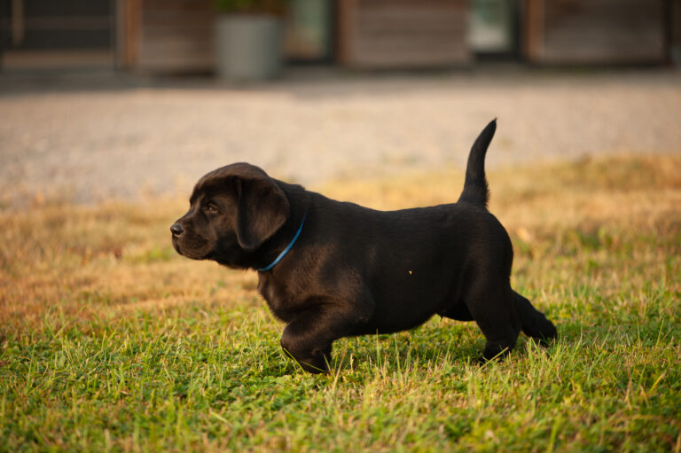 Meyerdogs Labrador Welpen F Wurf 41