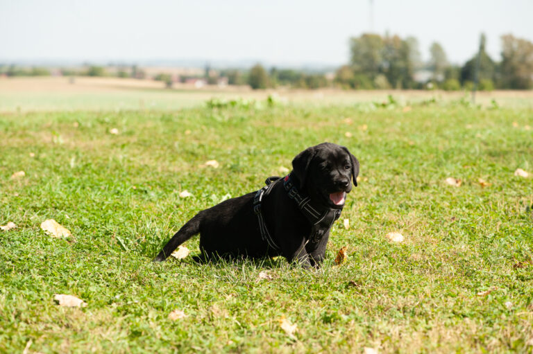 Meyerdogs Labrador Welpen F Wurf 44