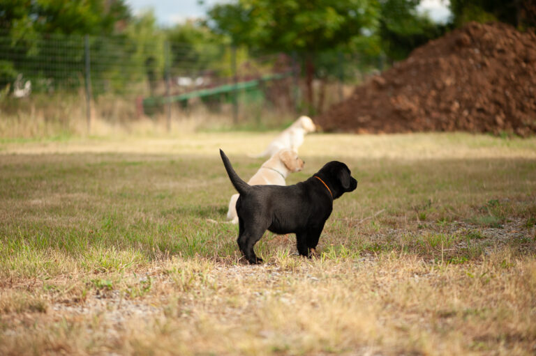 Meyerdogs Labrador Welpen F Wurf 46