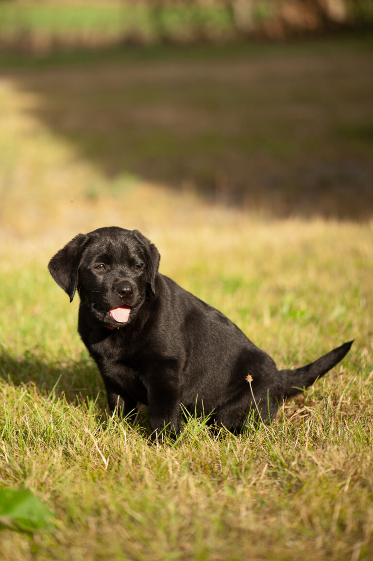 Meyerdogs Labrador Welpen F Wurf 49