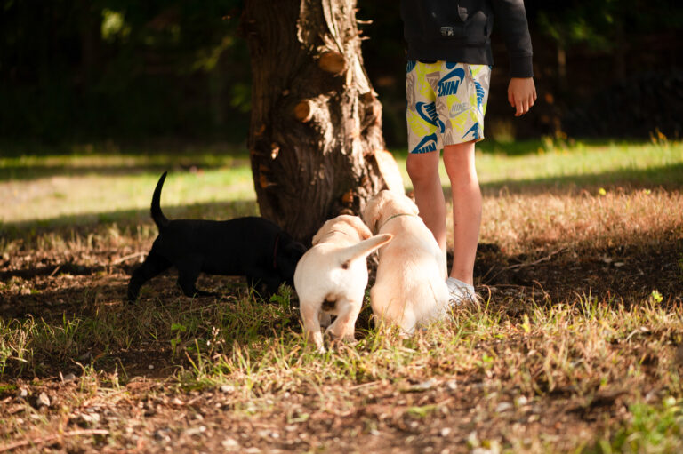 Meyerdogs Labrador Welpen F Wurf 50