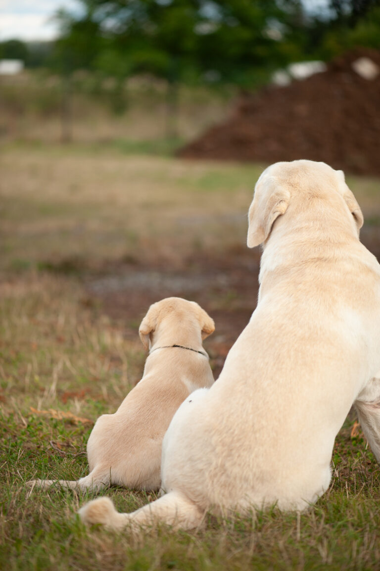 Meyerdogs Labrador Welpen F Wurf 51
