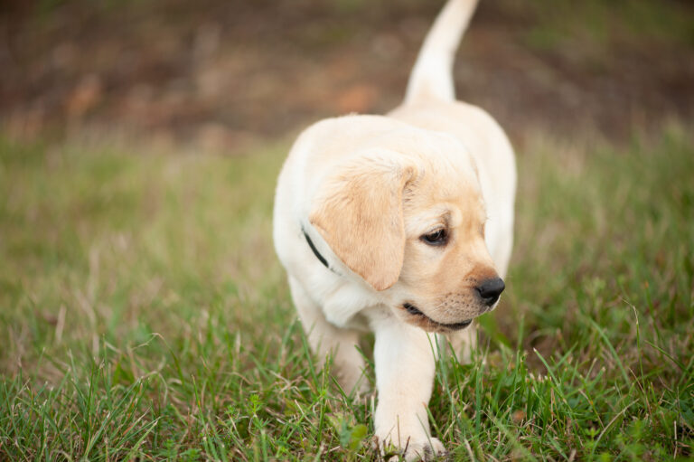 Meyerdogs Labrador Welpen F Wurf 52