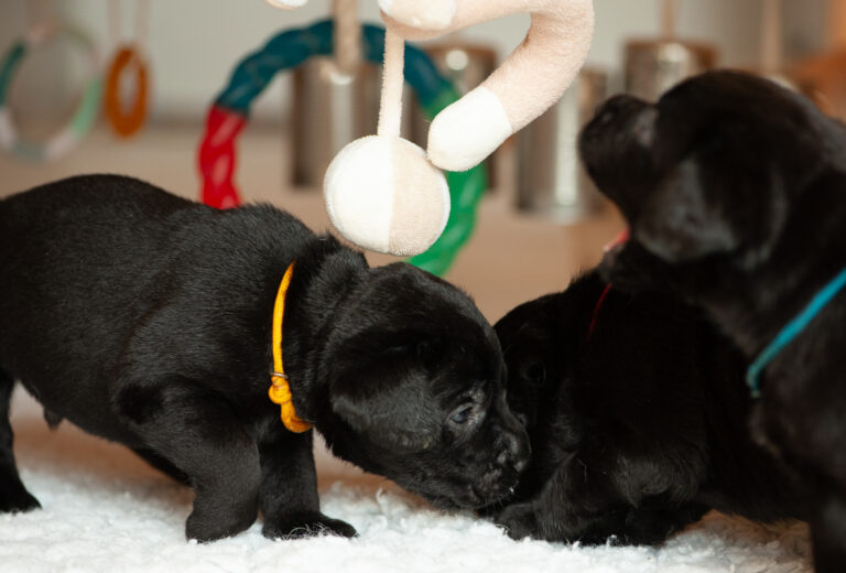 Meyerdogs Labrador Welpen F Wurf 7